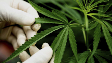 Teachlr.com - Fisiología vegetal en el cultivo del cannabis