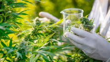 Teachlr.com - Procesos de cultivo del cannabis medicinal