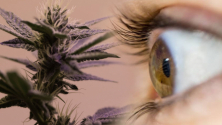 Teachlr.com - Glaucoma y Cannabis medicinal