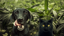 Teachlr.com - Uso terapéutico del cannabis en animales