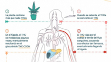 Teachlr.com - Metabolismo de los Cannabinoides