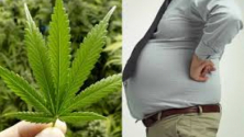 Teachlr.com - Cannabis y obesidad