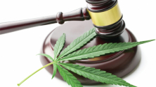 Teachlr.com - Cambios Legales en la Industria del Cannabis