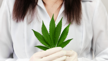 Teachlr.com - Usos del cannabis en cuidados paliativos
