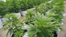 Teachlr.com - Buenas practicas agrícolas en el cultivo de cannabis