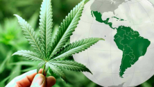 Teachlr.com - Marco Regulatorio Para El Cannabis En Latinoamrica