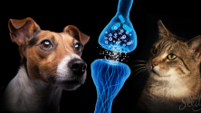Teachlr.com - Uso de cannabinoides en animales domésticos