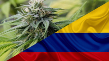 Teachlr.com - De la prohibición a la regulación del cannabis en Colombia